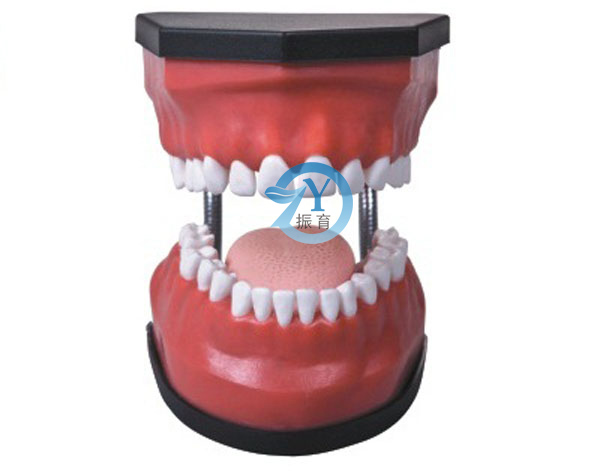 豪华型牙护理保健模型（32颗牙，可脱卸）（放大5倍）
