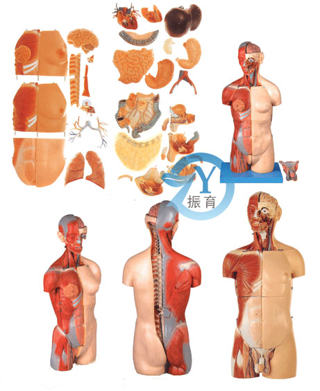 男性、女性外两性互换肌肉内脏背部开放式头颈躯干模型