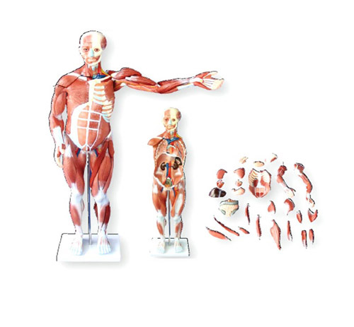 80CM人体肌肉模型(27件)