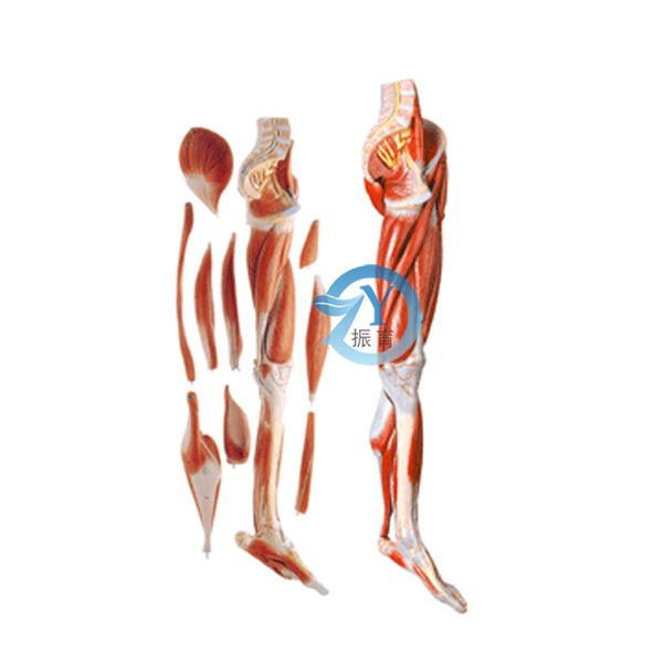下肢肌肉附主要血管神经模型