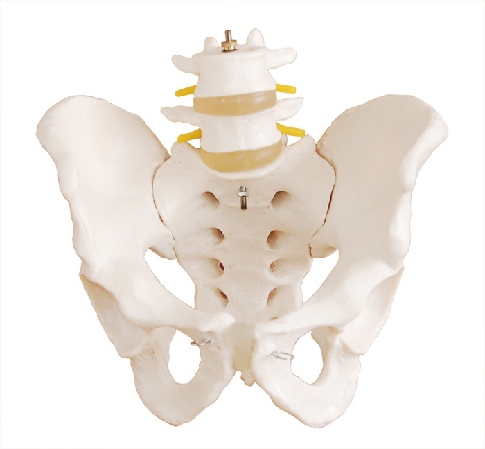 骨盆带二节腰椎模型(自然大)