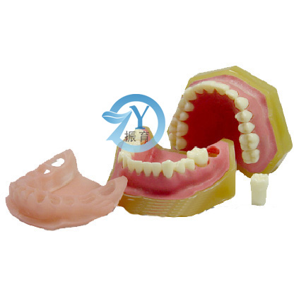 标准牙颌模型C