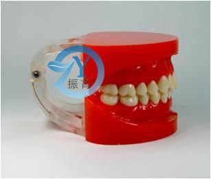 标准牙颌模型A