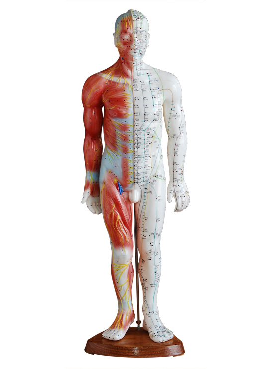 男性针灸模型 55CM(带肌肉解剖)