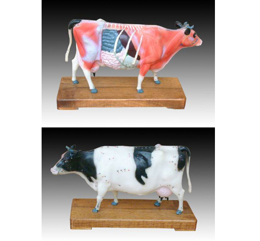 牛体针灸模型