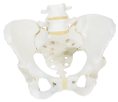 进口女性骨盆骨骼模型-德国3B-A61