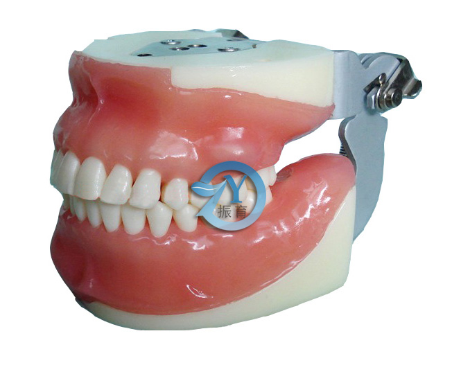 口腔外科综合实习模型