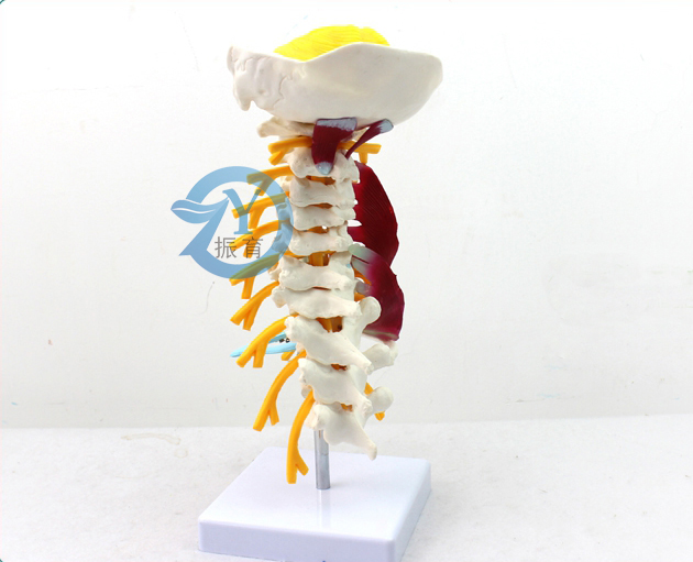 颈椎肌肉附神经模型